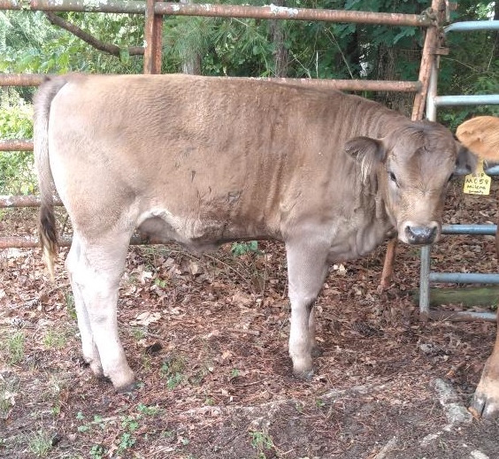 Braunvieh Heifers